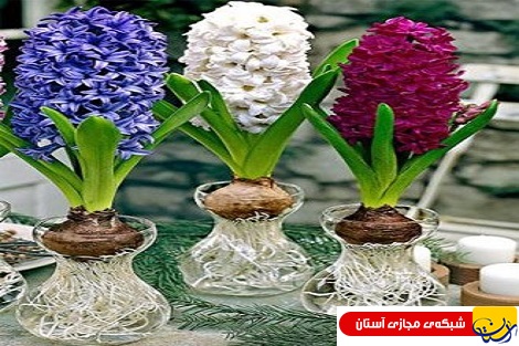 پیشنهاد خرید گل های زیبا سفره هفت سین