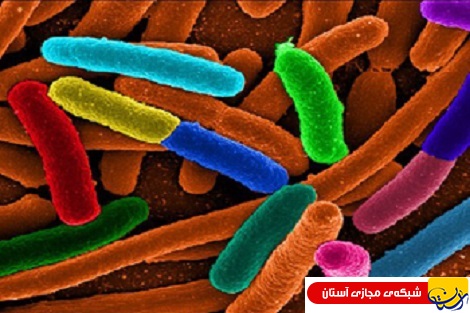 درمان چاقی با باکتری های زنده میسر شد